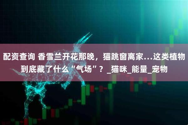 配资查询 香雪兰开花那晚，猫跳窗离家…这类植物到底藏了什么“气场”？_猫咪_能量_宠物
